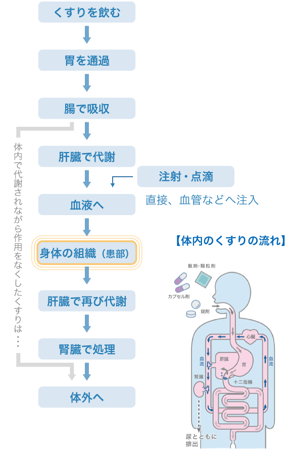 体内のくすりの流れ