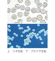 スギ花粉・ブタクサ花粉