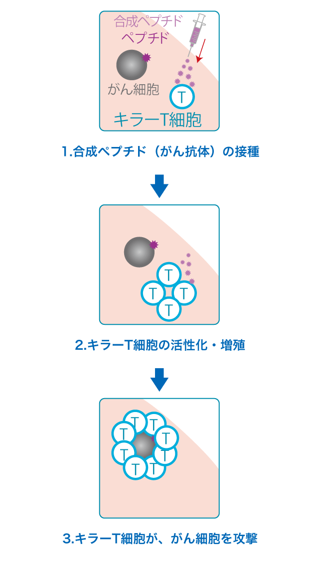 キラーT細胞