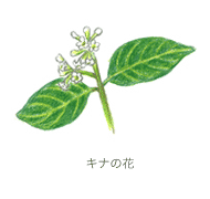 キナの花